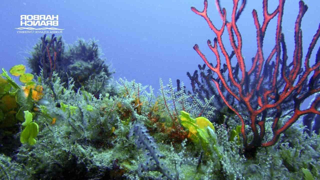 深海珊瑚和暗礁